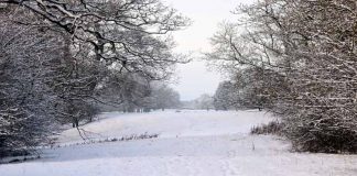 Snowy days: a white canvas of opportunity snowy days featured image