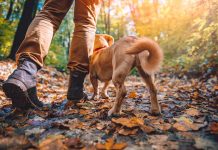 Fuelling your Wanderlust in Bishop Auckland walking outdoors muddy boots-dog