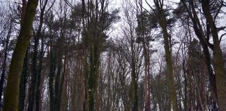 Coundon Woods – a winter wonderland Coundon Woods