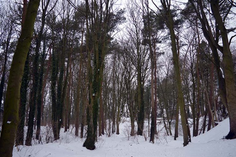 Coundon Woods