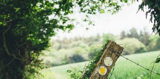 30 Days Wild Challenge Jess Wilson Blogs