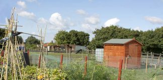 Public asked to keep away as allotment fees waived in Spennymoor spennymoor-town-council-allotments