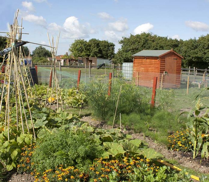 Chilton Town Council cancels allotments rents for 2020-21