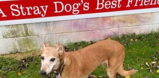Pandemic restricts funding sources for local animal rescue charity Elena, a ten-year-old female lurcher is one of hundreds of stray dogs helped every year by Stray Aid.