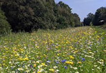Cow Plantation Nature Reserve receives Highly Commended award Cow Plantation Nature Reserve wild flowers