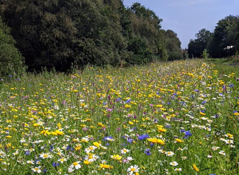 Cow Plantation Nature Reserve wild flowers