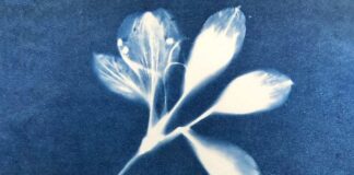 Try something new at Greenfield Arts The cyanotype workshop is part of Greenfield’s summer programme.
