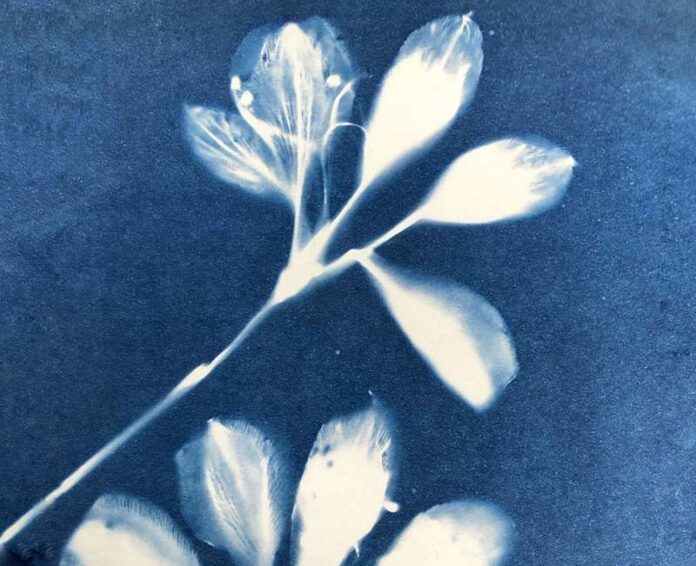 cyanatypeposter The cyanotype workshop is part of Greenfield’s summer programme.