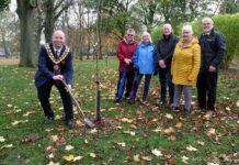 Seven cherry trees for the Queen
