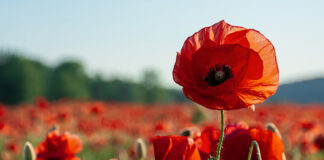 Remembrance Day service