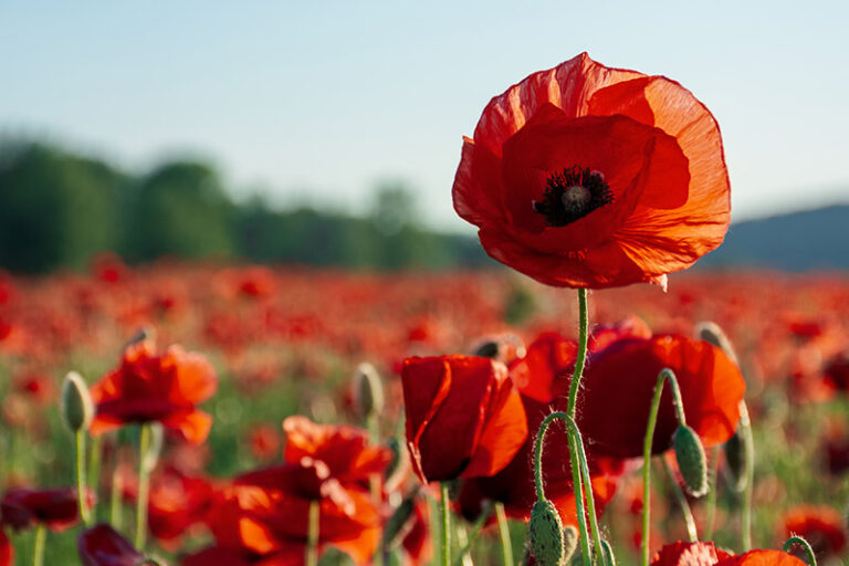 Chilton’s Poppy Appeal