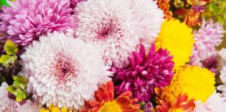 Entries invited for Ferryhill in Bloom
