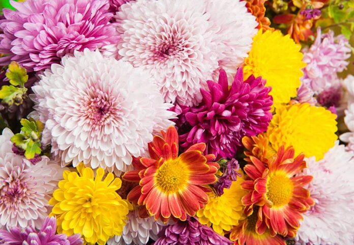 flowers-optimized