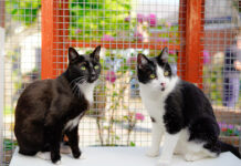 Cats looking for new home