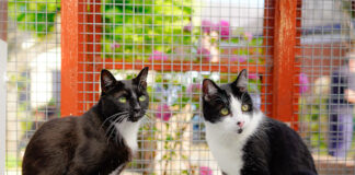 Cats looking for new home