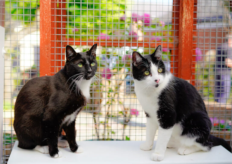 Cats looking for new home Cats looking for new home