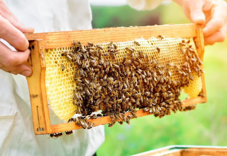 Beekeepers’ Late Summer Update and Training News Beekeepers’ Late Summer Update and Training News