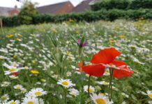 Wildflower garden blooms