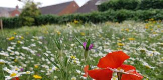 Wildflower garden blooms