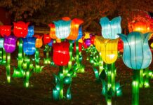 Students to see The Auckland Project in a whole new light