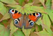 Boost garden butterflies with one simple step A peacock butterfly