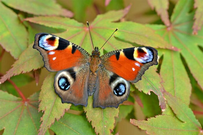 The Peacock butterfly A peacock butterfly