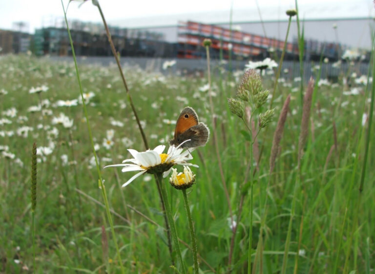 Have your say on shopfront design and biodiversity planning policies Have your say on shopfront design and biodiversity planning policies