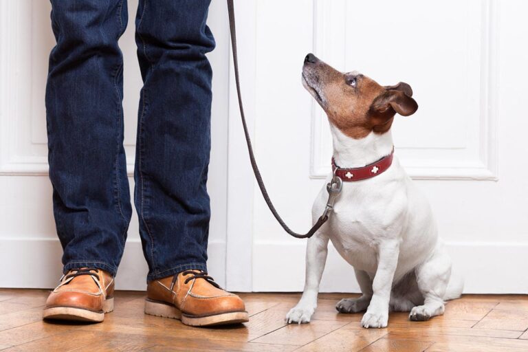 North East dog owners vow to keep pets amid economic challenges