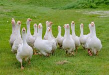 A gaggle of geese get ready to perform live on the Kynren stage