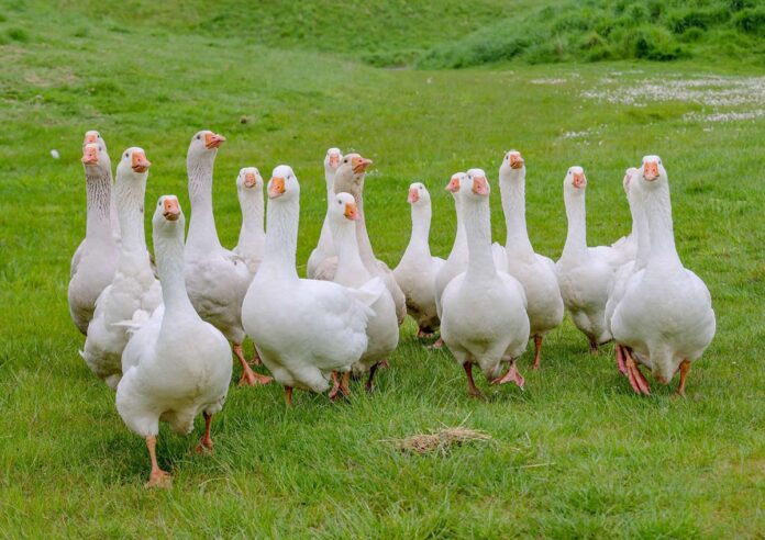 kynren-geese-2