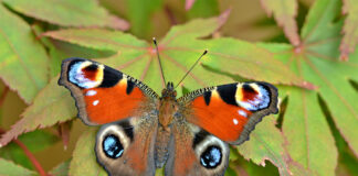 Butterflies on the Move: Scientists Call on Public to Help Track Spread of Species