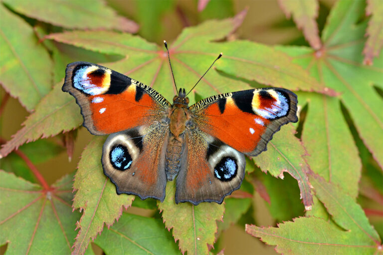 Where are all the Butterflies? Where are all the Butterflies?