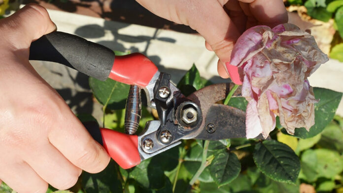 deadheading