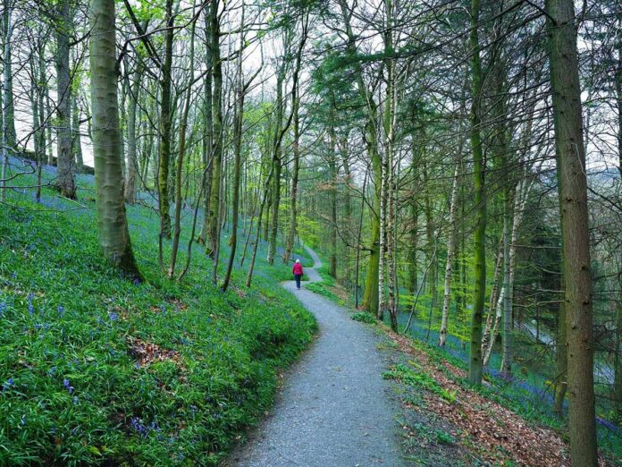 sandra-littlewood-strid-wood-yorkshire-dales
