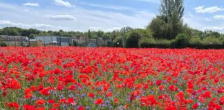 Independent County Councillors update