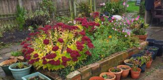 Autumn report from Green Horizons allotment