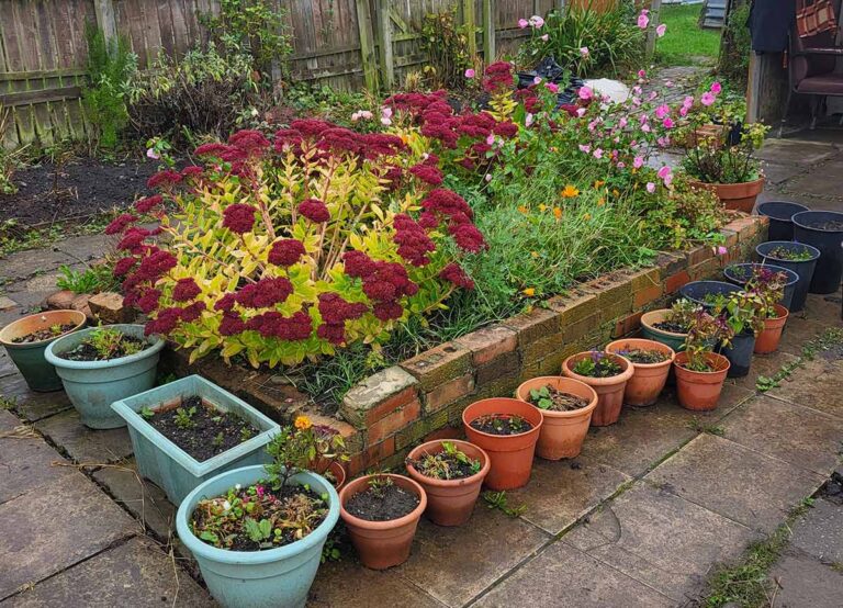 Autumn report from Green Horizons allotment Autumn report from Green Horizons allotment