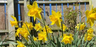 Green Horizons community allotment latest