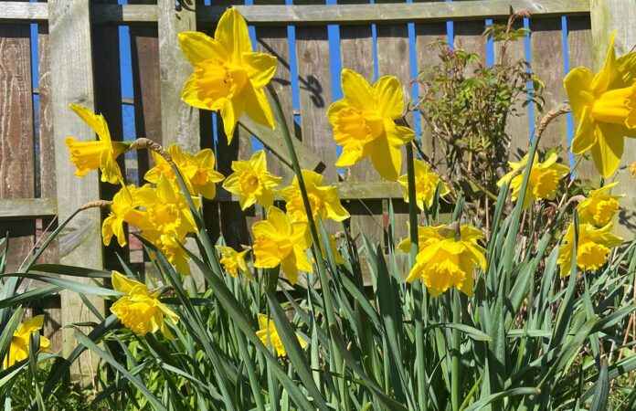 allotments