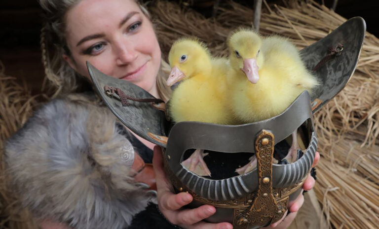 Kynren welcomes goslings