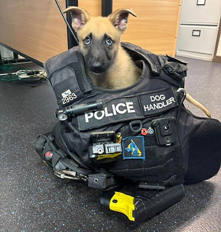 Jager joins the police dogs Jager joins the police dogs
