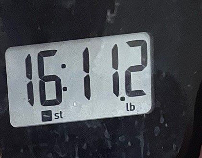 angus-scales-november-weight