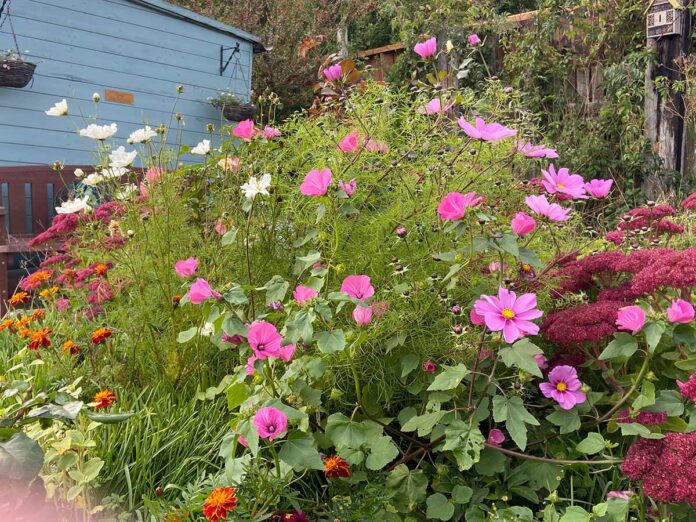 green-horizons-allotment