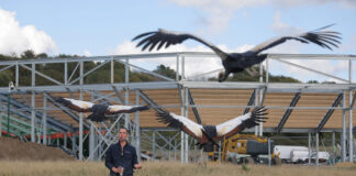 Lost Feather takes flight as landmark arena rises at Kynren – The Storied Lands