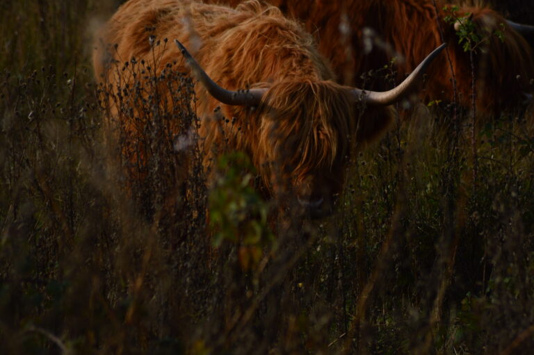 Photo of the year 2025: Whispers of the Highland Photo of the year 2025: Whispers of the Highland