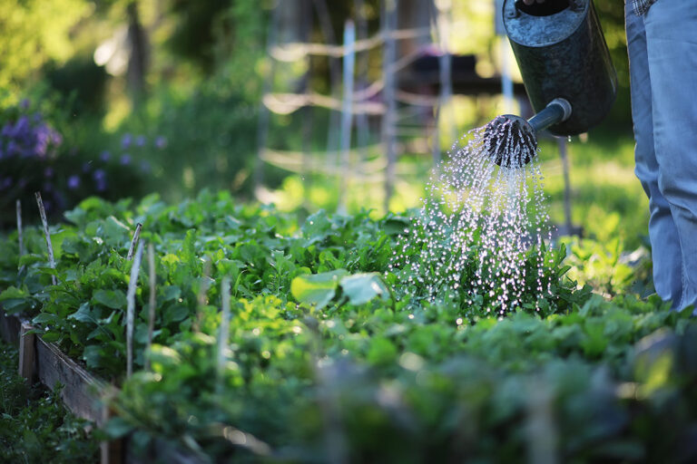 The Humble Garden welcomes plants and people