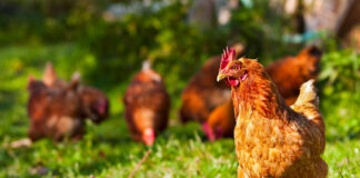 Fast food giants backtrack on chicken welfare