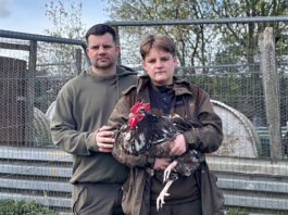 Council to consider allowing show cockerels on allotments