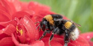 How to spot a bumblebee – and why your garden needs them