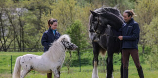 Short story meets tall tail as Kynren unveils unlikely horse duo